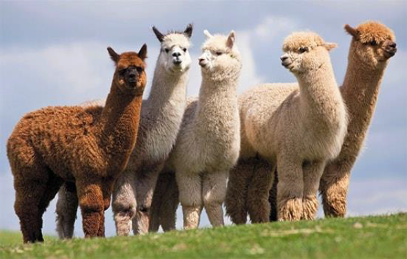 Why We Love Our Alpaca Socks